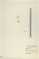 藏品(大石蓴, 石蓴)的圖片