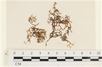 藏品(鹿角網地藻)的圖片