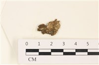 藏品(網球藻)的圖片