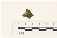 藏品(指枝藻)的圖片