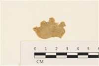 藏品(布氏藻)的圖片