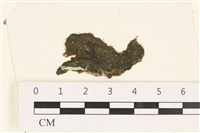 藏品(指枝藻)的圖片