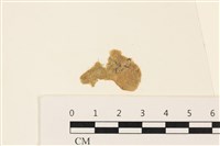 藏品(布氏藻)的圖片