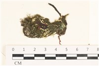 藏品(指枝藻)的圖片