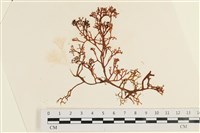 藏品(刺叉網地藻)的圖片