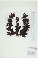 藏品()的圖片