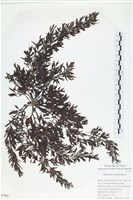 藏品()的圖片