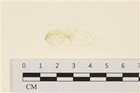藏品(腸滸苔, 河石髮)的圖片