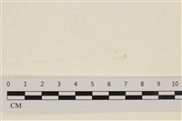 藏品(腸滸苔, 河石髮)的圖片