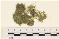 藏品(指枝藻)的圖片