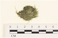 藏品(指枝藻)的圖片