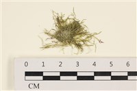 藏品(指枝藻)的圖片