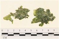 藏品(網球藻)的圖片