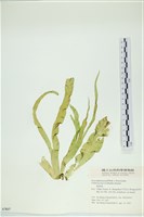 藏品(西洋葉苔)的圖片