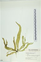 藏品(西洋葉苔)的圖片