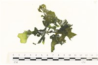 藏品(石蓴)的圖片