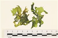 藏品(石蓴)的圖片