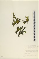 藏品(石蓴)的圖片