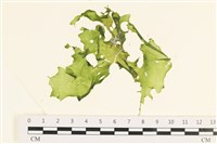 藏品(石蓴)的圖片