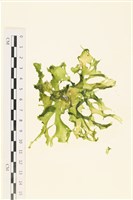 藏品(石蓴)的圖片