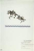 藏品()的圖片
