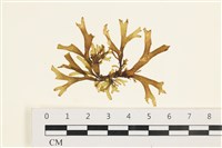 藏品(網目藻)的圖片