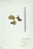 藏品(南方團扇藻)的圖片