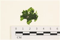 藏品(茶花石蓴, 牡丹菜)的圖片