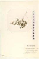 藏品(線形硬毛藻, 卷絲綠苔)的圖片