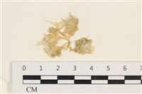 藏品(茶花石蓴, 牡丹菜)的圖片