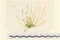藏品(腸滸苔, 河石髮)的圖片