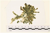 藏品(盾葉蕨藻)的圖片