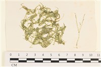 藏品(指枝藻)的圖片