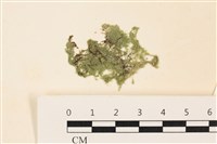藏品(布氏藻)的圖片