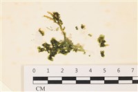 藏品(盾葉蕨藻)的圖片