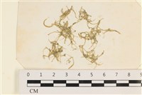 藏品(指枝藻)的圖片