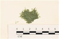 藏品(布氏藻)的圖片