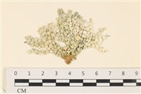 藏品(仙掌藻, 海仙人掌)的圖片