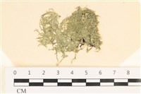 藏品(指枝藻)的圖片