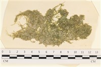 藏品(指枝藻)的圖片