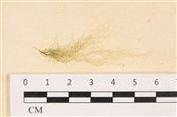 藏品(扁石髮)的圖片