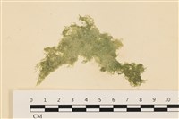 藏品(布氏藻)的圖片