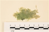 藏品(布氏藻)的圖片