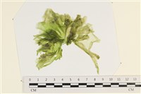 藏品(大石蓴, 石蓴)的圖片