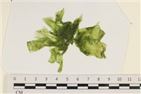 藏品(大石蓴, 石蓴)的圖片