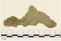 藏品(指枝藻)的圖片