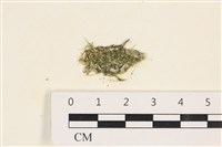 藏品(指枝藻)的圖片