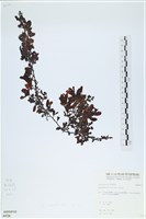 藏品()的圖片