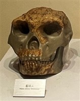 藏品(藍田直立人頭骨模型)的圖片