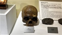 藏品(柳江智人頭骨模型)的圖片